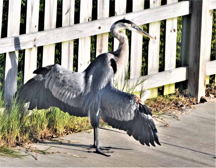 great blue heron